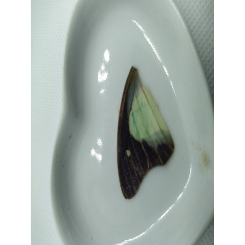 Vlinder vleugel nr 4